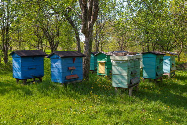 An apiary where ecologically clean honey and other beekeeping products are obtained
