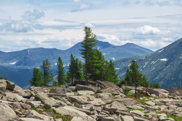 istock Colorful mountain landscape with cedar trees in spring colors 2040707069