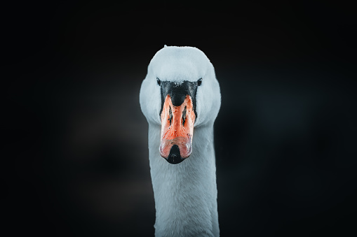 This image captures the intense gaze of a swan, its white feathers contrasting sharply against a dark background. The swan's red beak stands out, adding a pop of color to the monochrome scene. Despite the swan's stern look, there's a whimsical twinkle in its eye as if it's about to share a secret joke with the viewer.\n\n#SwanSerenity #FeatheredFinesse #BeakBeauty #WildlifeWonder #AvianArt #PlumagePerfection #BirdBrilliance #WaterfowlWit #ElegantEcho #NatureNoble #PortraitPerfection #WildWhimsy #GazeGlamour #SereneSwan #FeatheredFriend #BilledBeauty #MonochromeMagic #CreatureContrast #AquaAvian #MirthfulMajesty #GracefulGaze #WildWhisperer #SecretSwan #JocularJourney #MajesticMuse #SwanSong #SubtleSmirk #SonyCreatorContest2024 #ForTheCreators #sonya7III