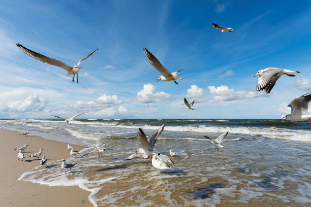 istock Flock of seagulls on beach flying 2040708163
