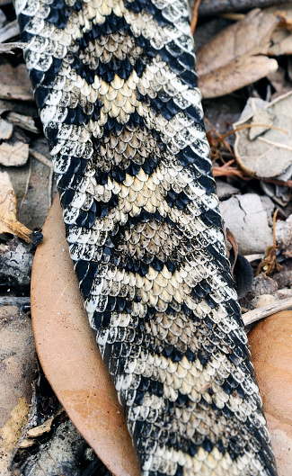 close view of back of rattlesnake laying on a bed of leaves, no head or tail, no people, sunny day, eastern diamond back