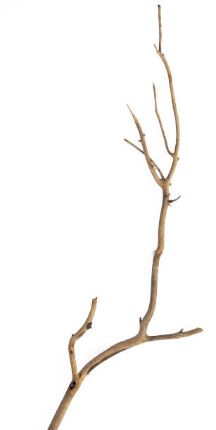 istock dry trunk with dry branches isolated on white background 2040710336