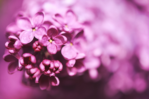 Nature background with purple lilac flowers blooming in spring