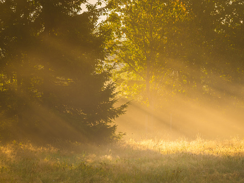 The early morning sun casts a warm golden glow through the mist among trees in a tranquil Swedish forest. The light filters through the branches, creating beams that illuminate the forest floor and the surrounding mist.