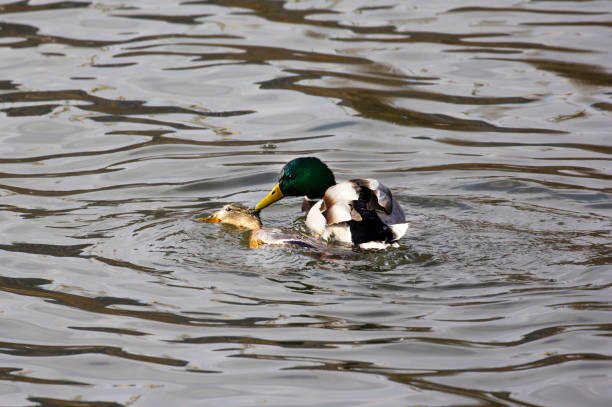 istock Mating of a drake with a duck. 2040715238