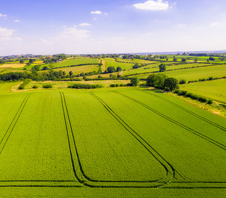 An aerial view of a maize crop along with grass and other crops in a traditional summer English farmland in Leicestershire, photographed during July.