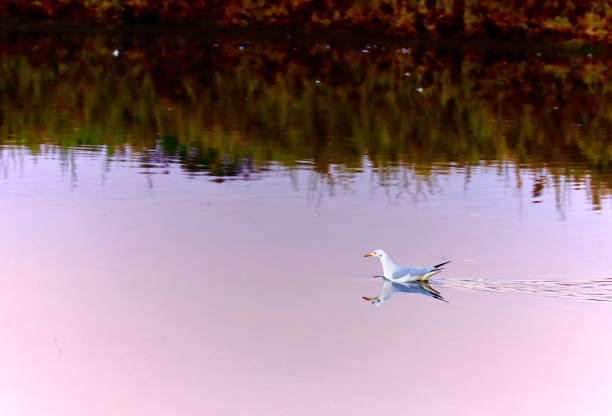 A silver gull floating in the pond close to its bank just before the sunrise. The calm clear water reflects the bird and bushes on the bank.