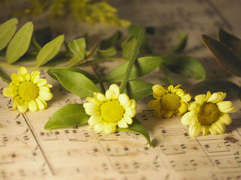 Yellow flowers on sheet music