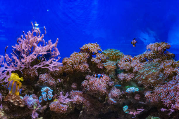 istock Underwater world, sea corals, sea fish, blue 2040724413