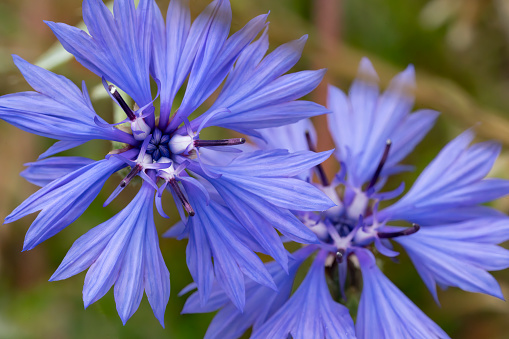 blue flowers garden background