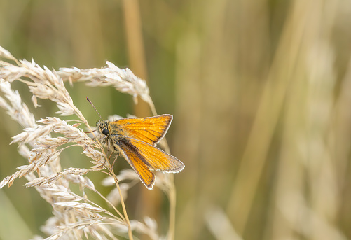 Large skipper butterfly on grass in a nature reserve. Stukeley Meadows Nature Reserve Huntingdon, Cambridgeshire.