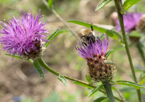 Bumble bee on a thistle in a meadow in Stukeley Meadows Nature Reserve,  Huntingdon