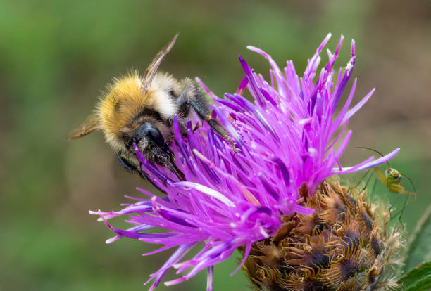 istock Bumble bee on a thistle in a meadow in Stukeley Meadows Nature Reserve,  Huntingdon 2040737896
