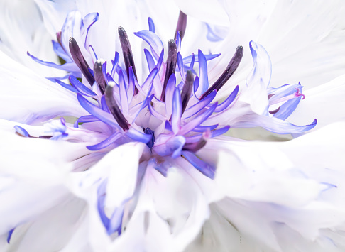 Set with beautiful blue cornflowers on white background. Banner design