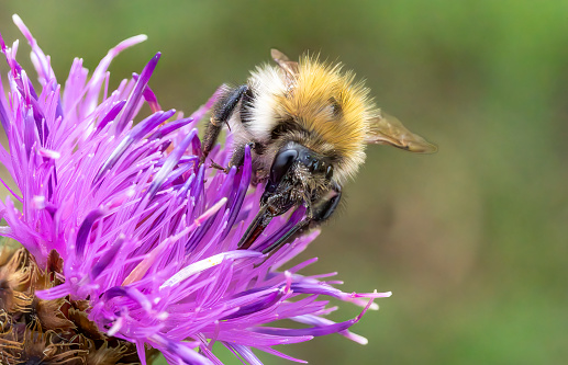 Bumble bee on a thistle in a meadow in Stukeley Meadows Nature Reserve,  Huntingdon