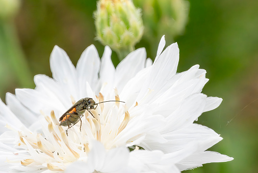 High detail macro photo of a bee