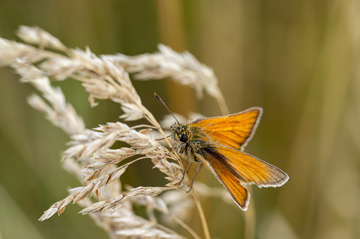Large skipper butterfly on grass in a nature reserve. Stukeley Meadows Nature Reserve Huntingdon, Cambridgeshire.