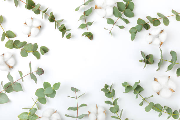 istock Green eucalyptus leaves isolated on a white background. Aromatherapy.Beautiful eucalyptus branches. Bouquet. Place for text, copy space, mockup 2040748034