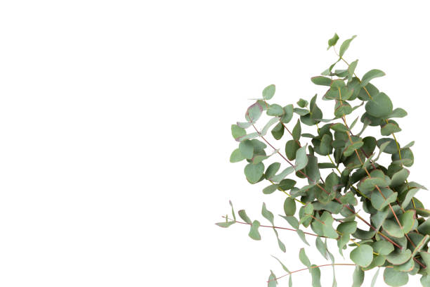 istock Green eucalyptus leaves isolated on a white background. Aromatherapy.Beautiful eucalyptus branches. Bouquet. Place for text, copy space, mockup 2040748036