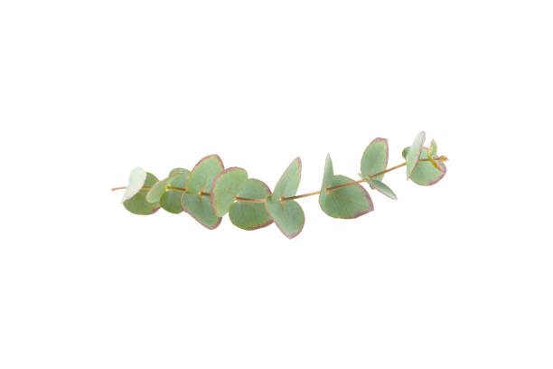 istock Green eucalyptus leaves isolated on a white background. Aromatherapy.Beautiful eucalyptus branches. Bouquet. Place for text, copy space, mockup 2040748544