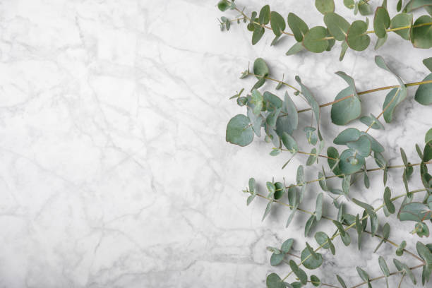 istock Eucalyptus leaves. Aromatherapy. Fresh eucalyptus close-up, on background. Fragrant essential oil. View from above. Copy space. Natural cosmetics and skin care concept. 2040748549