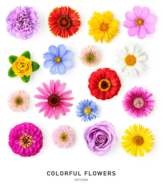 kuvapankkikuvat ja rojaltivapaat kuvat aiheesta päivänkakkara kesäkukkakuviokokoelma eristetty valkoiselle pohjalle - kukinto
