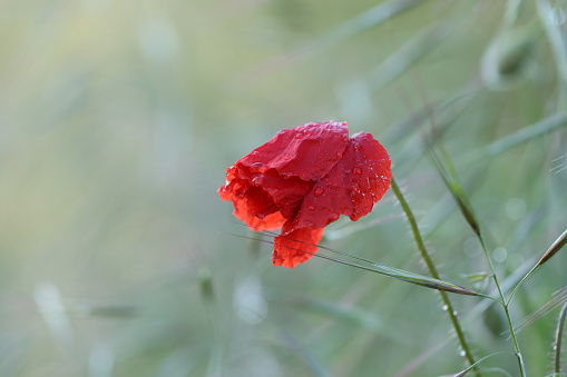 A Red poppy flower under the Rain in spring