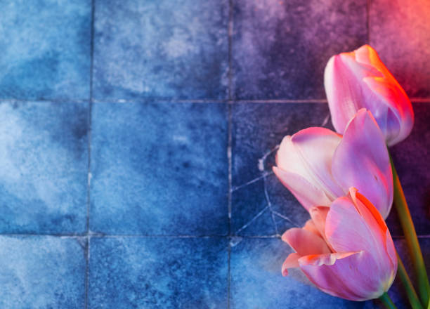 Pink tulips on a blue background with copy space. Floral holiday postcard background