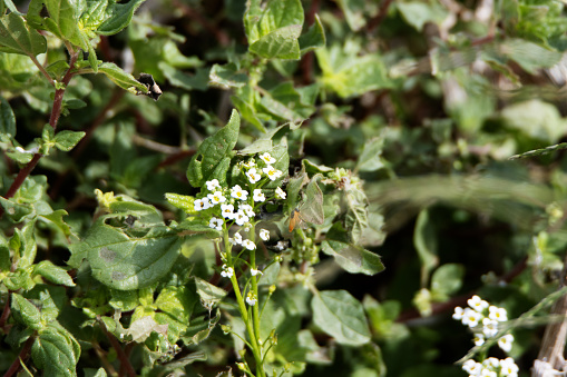 close up of the white and yellow flowers of Shepherd's purse (Capsella bursa-pastoris)