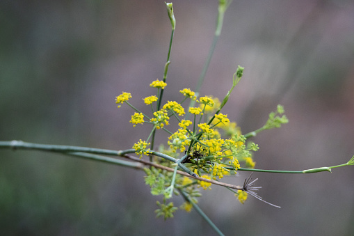 clump of yellow flowers of wild Fennel (Foeniculum vulgare) ioslated in a natural background
