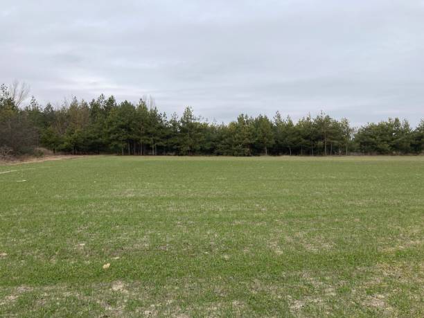 istock Fields sown with green manure before planting crops 2040788020