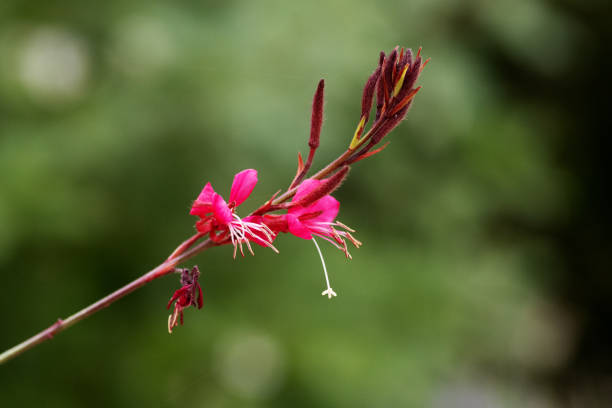 dark red isolated Long Flowered Evening Primrose (Gaura lindheimeri) with a natural background