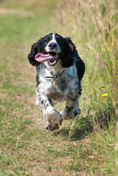 istock Springer spaniel dog running and panting 2040791724