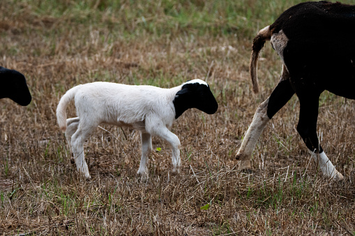 ewe and lamb typical sheep in Menorca grazing on green grass