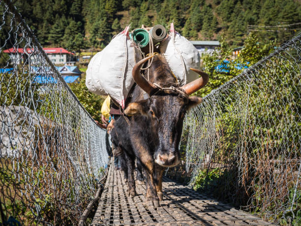 Yaks crossing a wire rope bridge across the Dudh Khosi canyon on the Everest Base Camp trail high in the Himalayas of the Sagarmatha National Park.