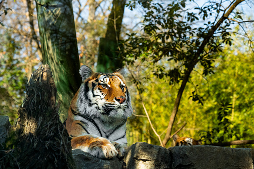 Closer view of a large tiger resting on a rock at a zoo in Orsa, Sweden