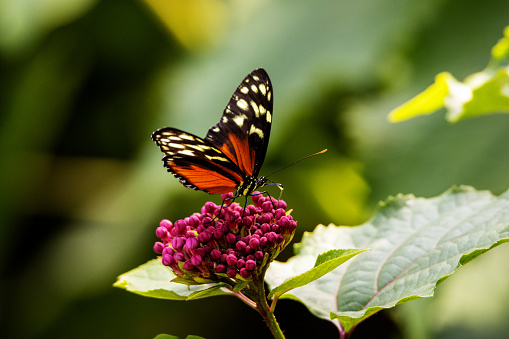 Tiger, Hecale or Golden longwing butterfly (Heliconius hecale) feeding on pale pink flower buds with a jungle background