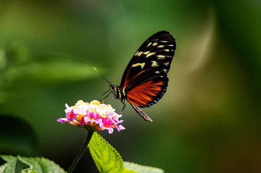 Tiger, Hecale or Golden longwing butterfly (Heliconius hecale) feeding on pale pink flowers with a jungle background