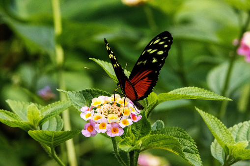 Tiger, Hecale or Golden longwing butterfly (Heliconius hecale) feeding on pale pink flowers with a jungle background