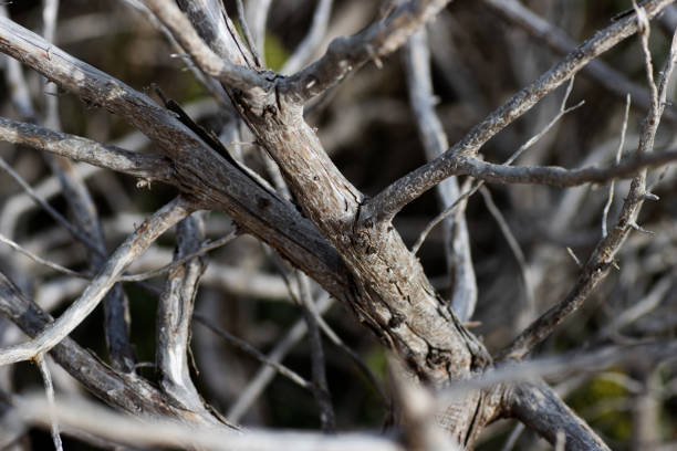 twisted and dried tree trunks on the beach and dunes