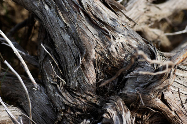 istock twisted and dried tree trunks on the beach and dunes 2040818461