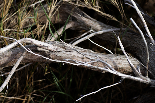 twisted and dried tree trunks on the beach and dunes