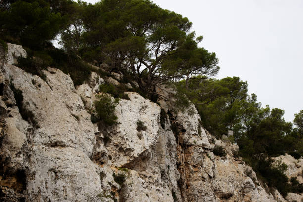 Cap Martin coastal landscape with pine trees overlooking the Mediterranean Sea in Roquebrune Cap Martin, France
