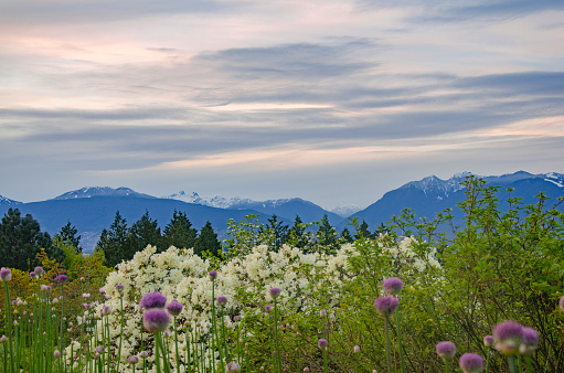 View of the North Shore mountains with flowers in the foreground, Queen Elizabeth Park, Vancouver, BC