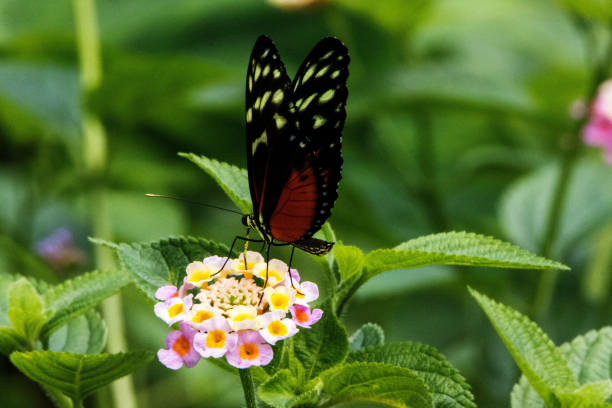 istock Tiger, Hecale or Golden longwing butterfly (Heliconius hecale) feeding on pale pink flowers with a jungle background 2040831733