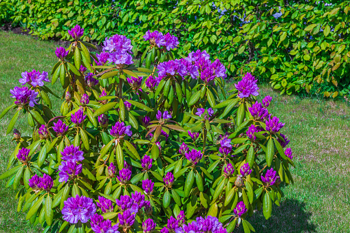 Beautiful view of delicate violet buds of opened rhododendron flowers in garden.