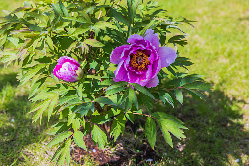 Beautiful view of gorgeous pink peony bush on green leaves background.