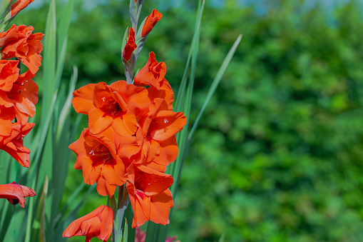 Close up view of garden with red gladiolus flowers on sunny summer day with blurred green bushes in background.