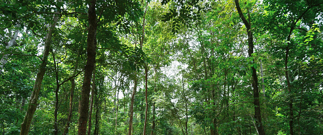 Nature green tree in the forest with nature background