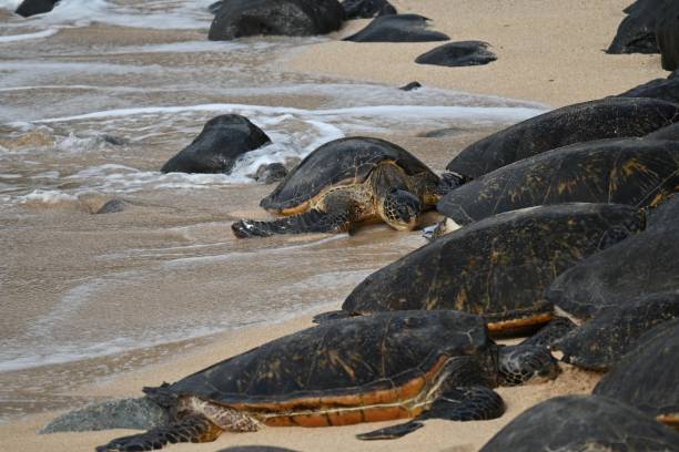 istock Hawaii Green Turtles on the beach 2040845033